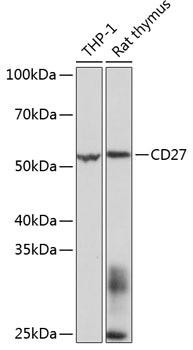 Cell Death Antibodies 2 Anti-CD27 Antibody CAB11505