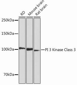 Autophagy Antibodies Anti-PI 3 Kinase Class 3 Antibody CAB12295