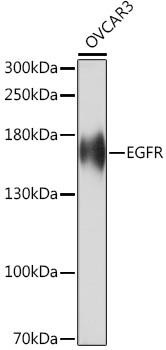 Immunology Antibodies 3 Anti-EGFR Antibody CAB16840