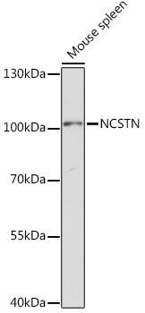 Signal Transduction Antibodies 3 Anti-NCSTN Antibody CAB17111