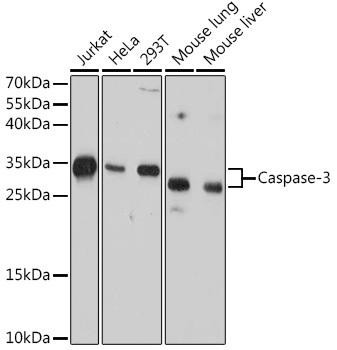Cell Death Antibodies 2 Anti-Caspase-3 Mouse Monoclonal Antibody CAB17900