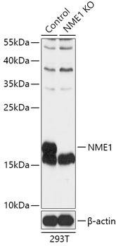 KO Validated Antibodies 1 Anti-NME1 Antibody CAB17999KO Validated