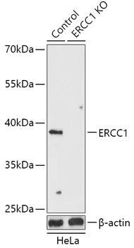 KO Validated Antibodies 1 Anti-ERCC1 Antibody CAB18066KO Validated