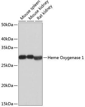 Cell Death Antibodies 2 Anti-Heme Oxygenase 1 Antibody CAB19062