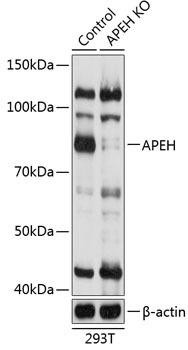 KO Validated Antibodies 2 Anti-APEH Antibody CAB19879KO Validated