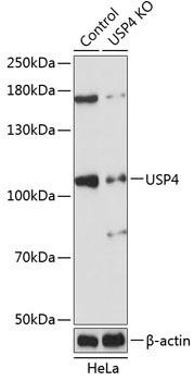 KO Validated Antibodies 2 Anti-USP4 Antibody CAB20005KO Validated