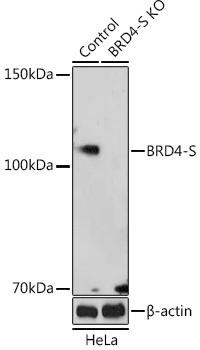 KO Validated Antibodies 2 Anti-BRD4-S Antibody CAB20019KO Validated