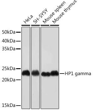 Cell Biology Antibodies 17 Anti-HP1 gamma Antibody CAB4283
