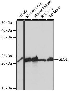 Cell Biology Antibodies 17 Anti-GLO1 Antibody CAB4329
