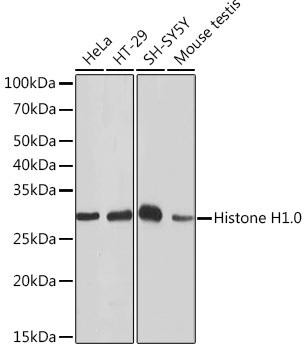 Cell Biology Antibodies 17 Anti-Histone H1.0 Antibody CAB4342