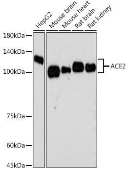 Immunology Antibodies 3 Anti-ACE2 Antibody CAB4612