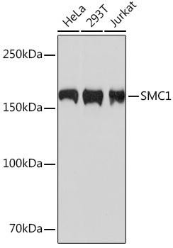 Cell Cycle Antibodies 2 Anti-SMC1 Antibody CAB4693