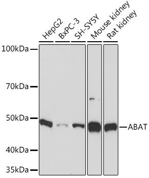 Neuroscience Anti-ABAT Antibody CAB9146
