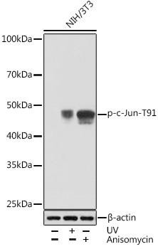 Epigenetics and Nuclear Signaling Antibodies 5 Anti-Phospho-c-Jun-T91 Antibody CABP1003
