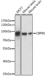 Epigenetics & Nuclear Signaling Antibodies 5