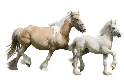Horse Melatonin ELISA Kit (HREB0045)