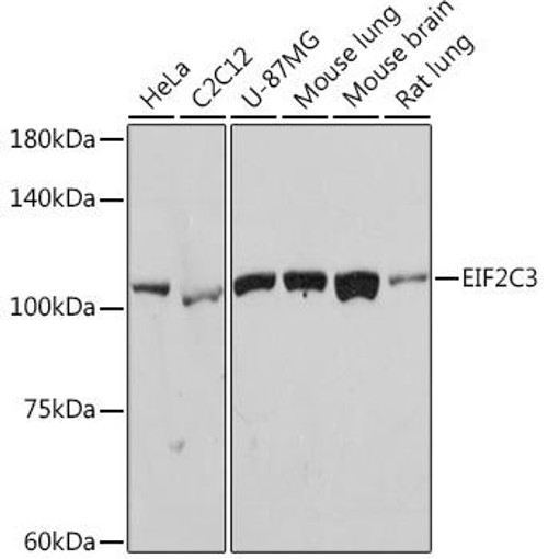Anti-eIF2C3 Antibody CAB19819
