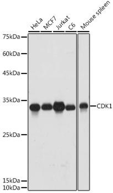 Cell Death Antibodies 1 Anti-CDK1 Antibody CAB0220