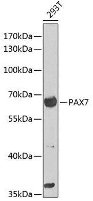 Cardiovascular Antibodies Anti-PAX7 Antibody CAB12740