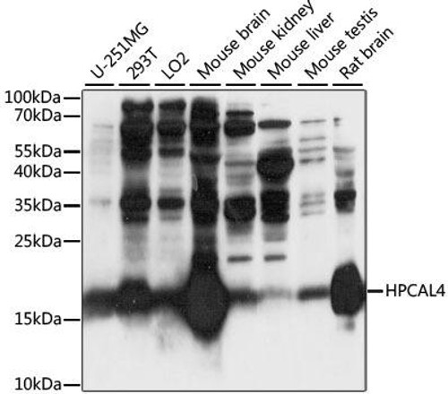 Neuroscience Anti-HPCAL4 Antibody CAB15448