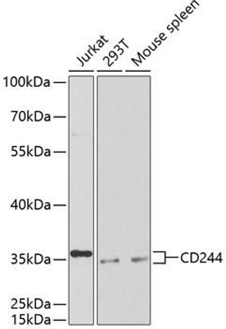 Immunology Antibodies 2 Anti-CD244 Antibody CAB1993