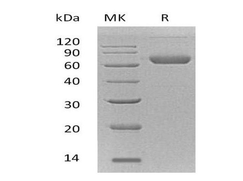 Mouse Ephrin-B2/EFNB2 Recombinant Protein (RPES0552)