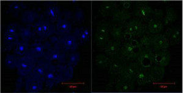 Anti-Histone H3 Antibody MACO0012