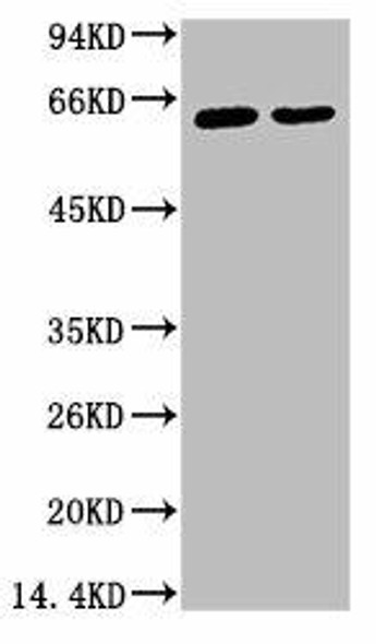 Anti-KRT6A Antibody MACO0054