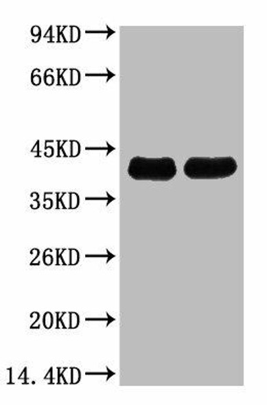 Anti-Plant actin Antibody MACO0091