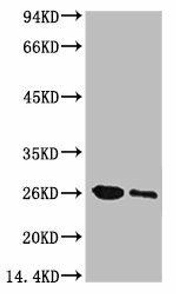 Anti-GFP Antibody MACO0093