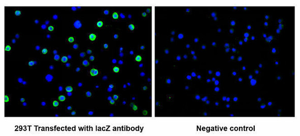 Anti-lacZ Antibody MACO0616