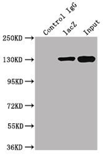 Anti-lacZ Antibody MACO0616