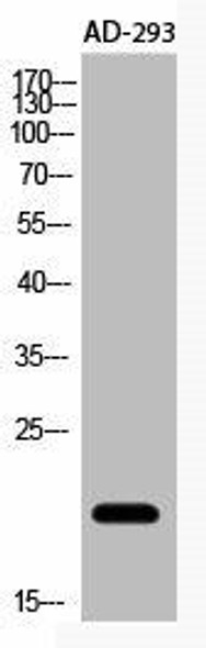 Acetyl-NFE4 K43 Antibody PACO06074