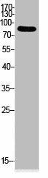 Acetyl-UBA52/RPS27A/UBB/UBC K33 Antibody PACO06080