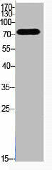 Acetyl-UBA52/RPS27A/UBB/UBC K48 Antibody PACO06081