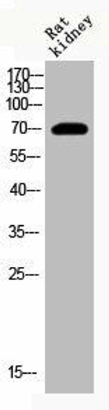 Acetyl-HSPA1A K246 Antibody PACO06085