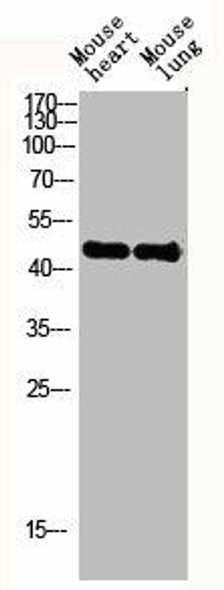 ACTG2 Antibody PACO06229