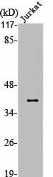 APAF1 Antibody PACO06254