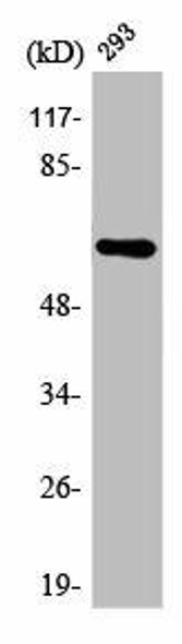 ARMCX2 Antibody PACO06263