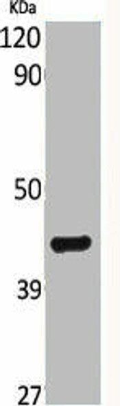 BRS3 Antibody PACO06300