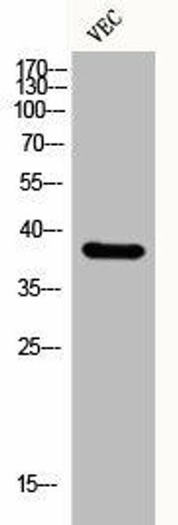 KLF1/KLF5/KLF7 Antibody PACO06456