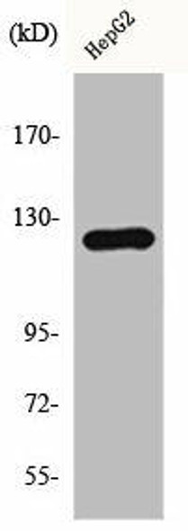 HDAC5/HDAC9 Antibody PACO06541