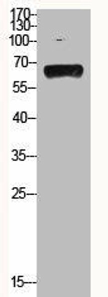 HSPA1L/HSPA1A Antibody PACO06564