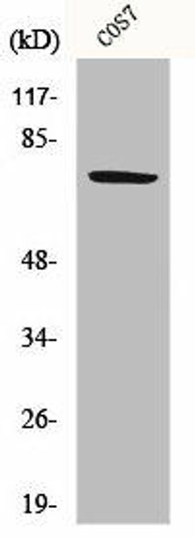 HSPA9 Antibody PACO06566