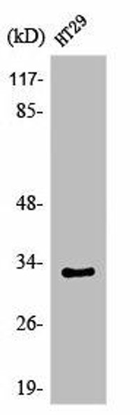 OR1S2/OR1S1 Antibody PACO06710