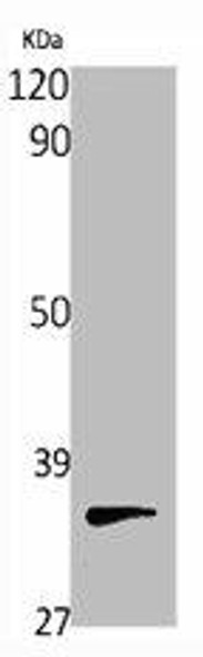 PITPNB Antibody PACO06753