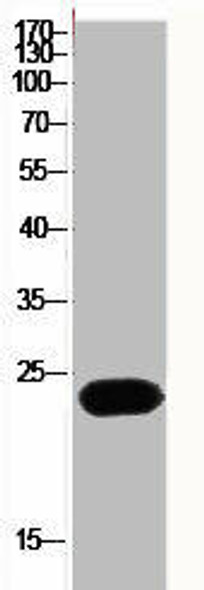 RAC1/RAC2/RAC3/CDC42 Antibody PACO06787