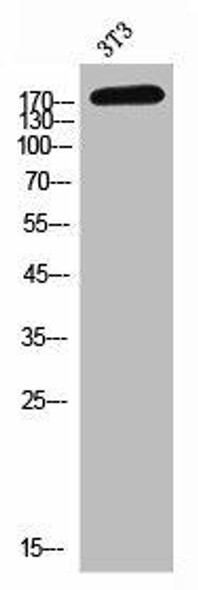 PLXNC1 Antibody PACO06911