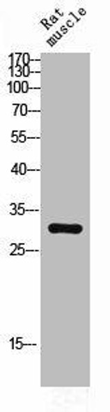 CEBPD/CEBPE Antibody PACO06937