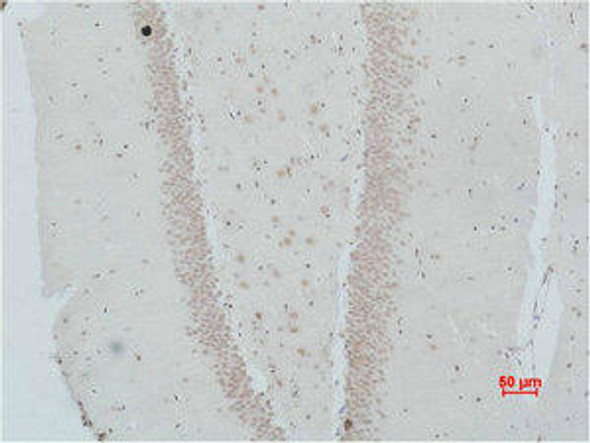 NMBR Antibody PACO07016